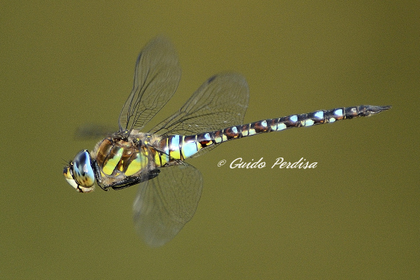 Anax parthenope, in volo? - No, Aeshna mixta